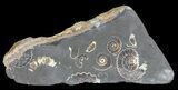 Polished Ammonite Fossil Slab - Marston Magna Marble #63826-2